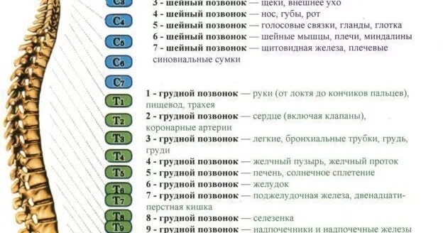 Позвонки l1 th7. Th1 th12 грудной отдел позвоночника. 1 Грудной позвонок где находится. 9 10 Позвонок грудного отдела позвоночника.