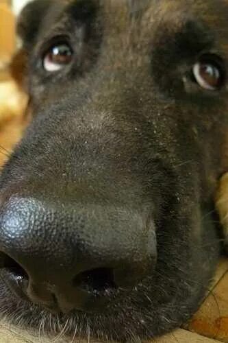 у собаки теплый и сухой нос. у собаки сухой и теплый нос. у собаки теплый и сухой нос. нос собаки. собака больна:нос сухой и теплый.