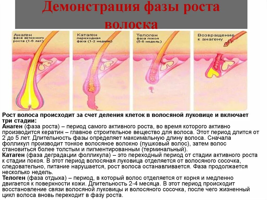 Катаген фаза роста волос. Строение волоса и фазы роста. Фазыроставолоса. Стадии роста волос. Рост волоса происходит за счет