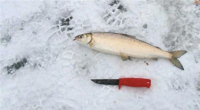 Зимняя рыбалка на сига. Нельма зимняя рыбалка. Зимние блесенки на сига. Ловля сига зимой.
