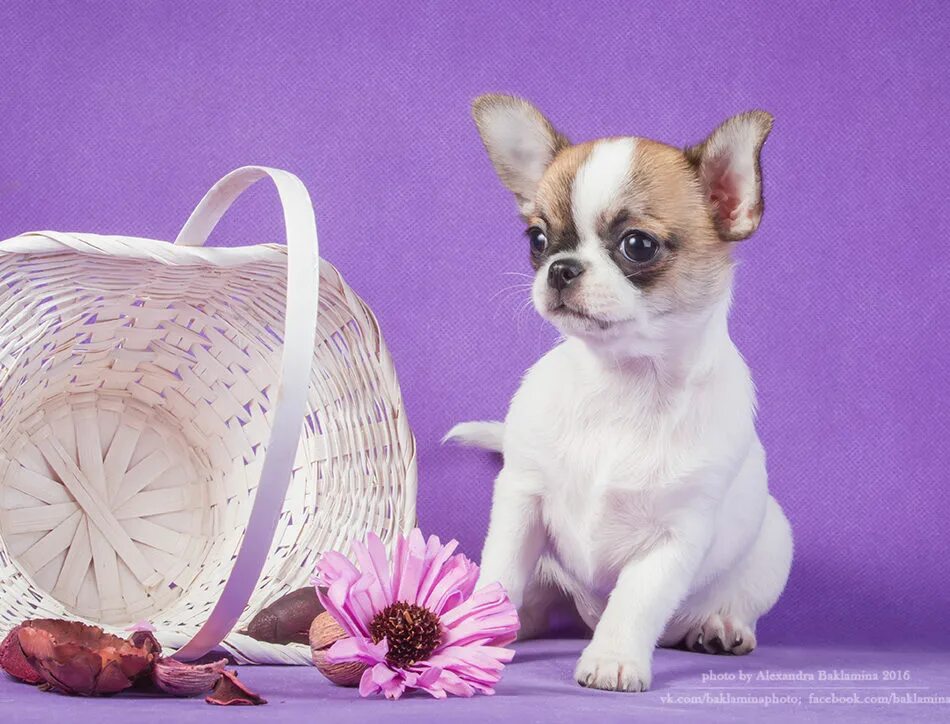 Питомник собак чихуахуа в череповце. Велюр кураж питомник чихуа. Питомник чихуахуа в спб. Чихуахуа мини длинношерстные питомники. Хелена хаус питомник чихуахуа фото.