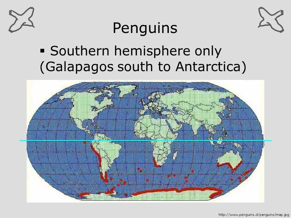Где обитает пингвин материк. Ареал обитания пингвинов. Ариал обитания пингвинов. Ареал обитания пингвинов на карте. Места обитания пингвинов на карте.