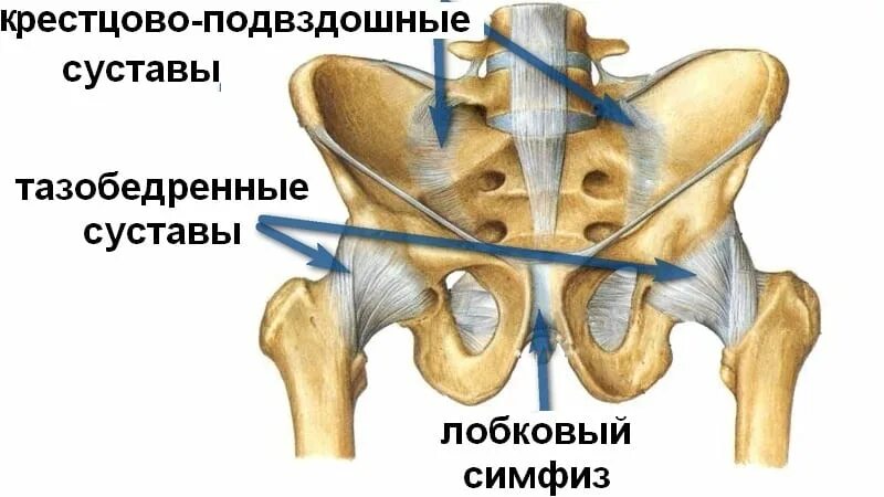 Края симфиза