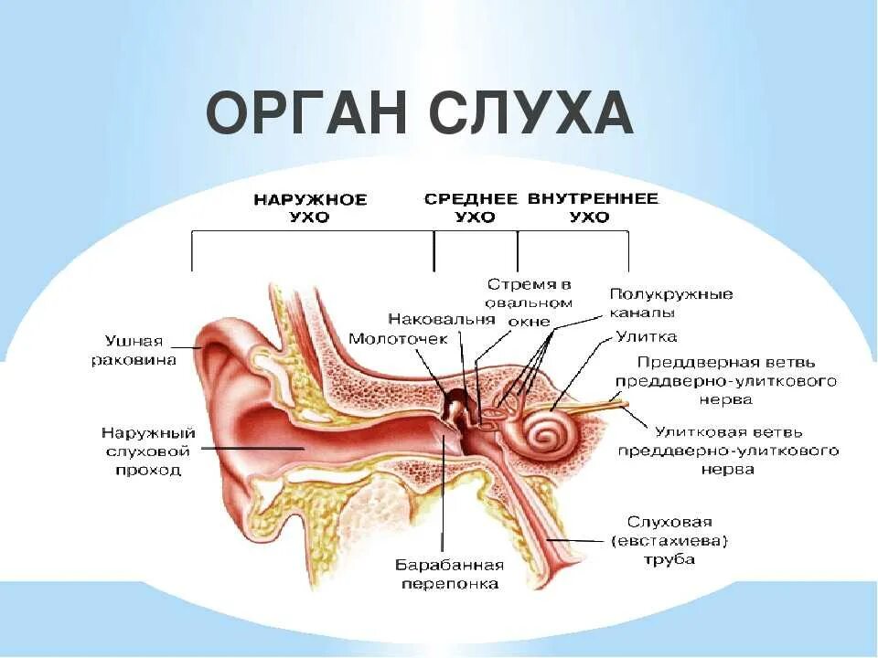 Орган слуха состоит из отделов. Схема строения органа слуха человека. Орган слуха анатомия уха строение. Структура органов слуха человека схема. Строение органа слуха 8 класс биология.