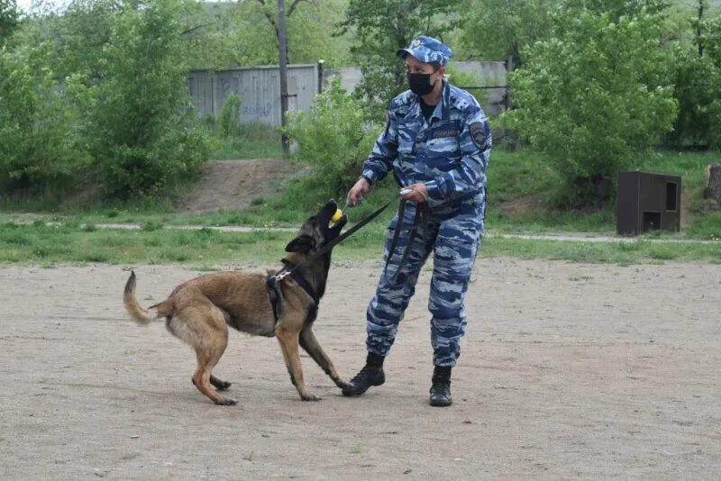 Кинолог 2024. День кинологических подразделений МВД России (день кинолога). 21 Июня день кинологической службы МВД. Кинологи МВД Чита. 21 Июня день кинолога ФСИН.