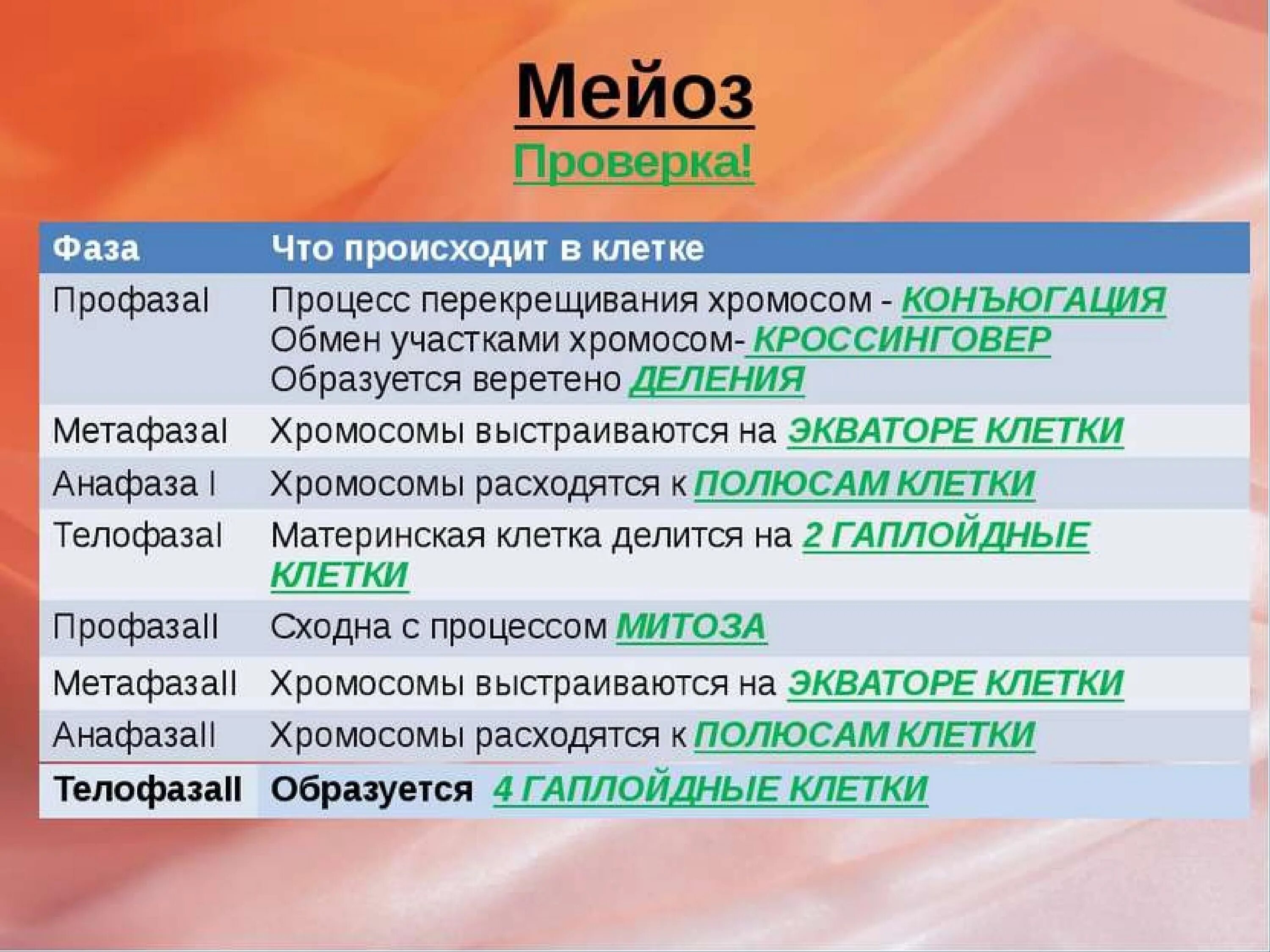 В какой фазе мейоза происходит конъюгация и кроссинговер. Конъюгация в какой фазе мейоза. Конъюгация при мейозе. В какой фазе мейоза происходит конъюгация хромосом.