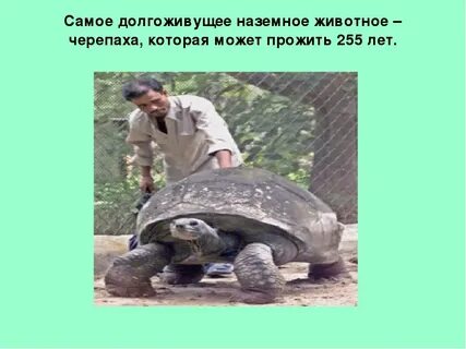 Самое долгоживущее животное
