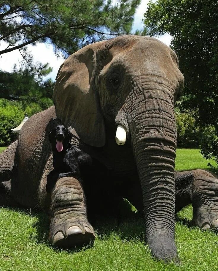 Elephant friends. Слон. Слоны удивительные животные. Необычная Дружба. Необычная Дружба животных.