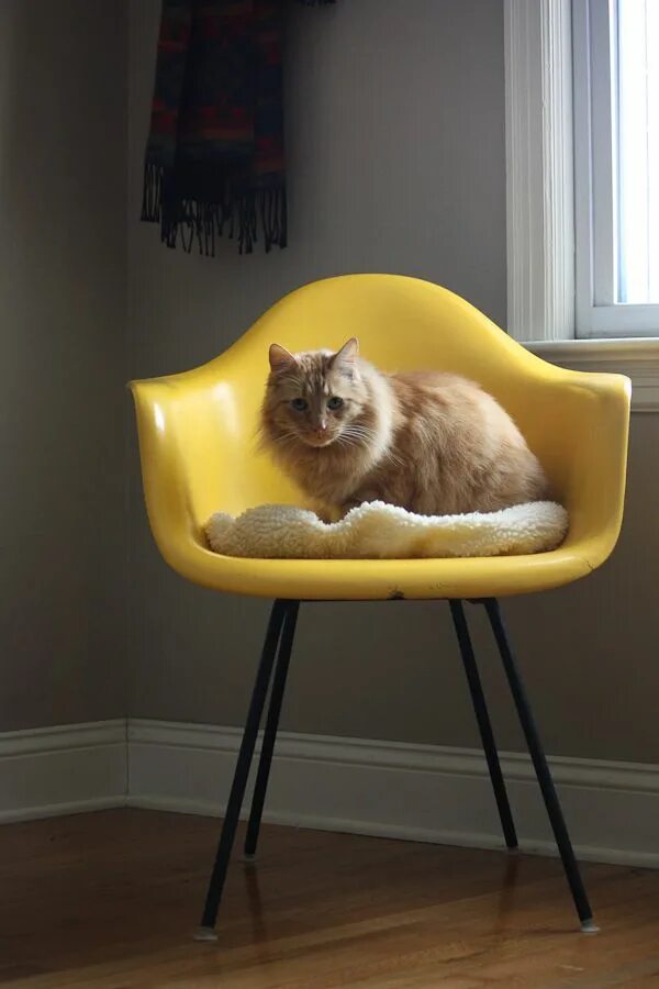 The cat is the chair. Кошачье кресло. Котик в кресле. Кот на стуле. Стул Cat Chair.