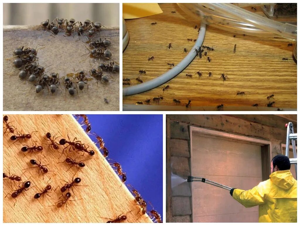 Как избавиться от мелких муравьев в доме. Дезинсекция от муравьев. Уничтожитель муравьев в квартире. Домашние муравьи. Муравьи в доме.