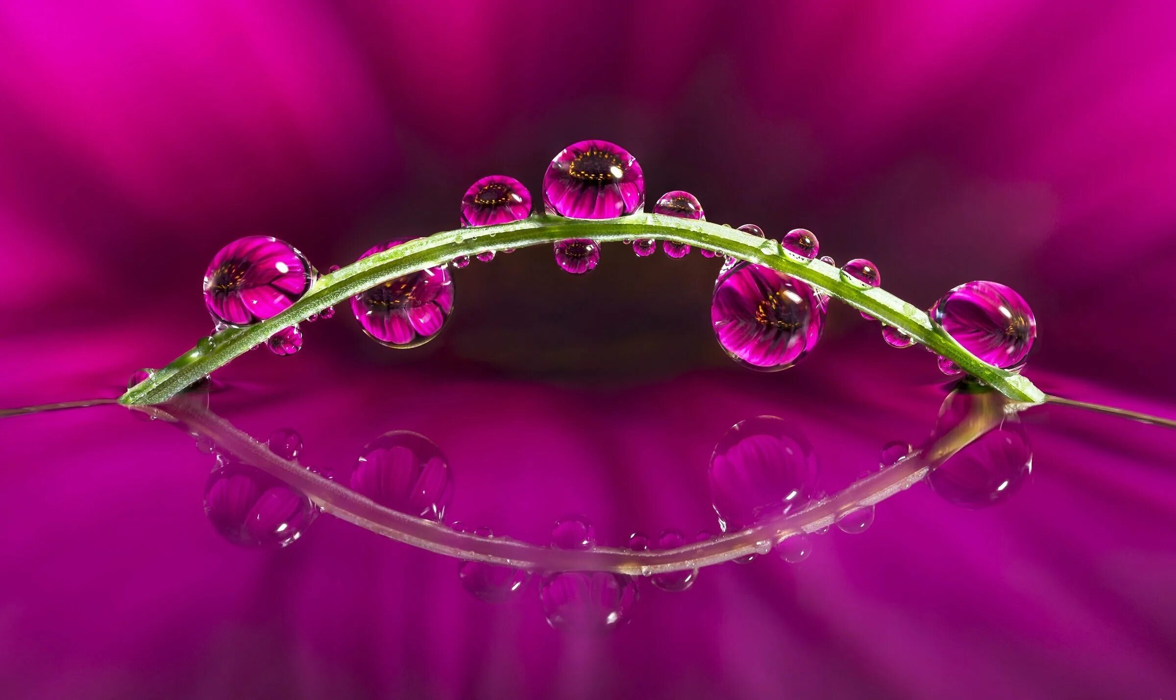 Drop flowers. Макросъемка. Цветы Макросъемка. Красивые макрофотографии цветов. Цветы с каплями воды.
