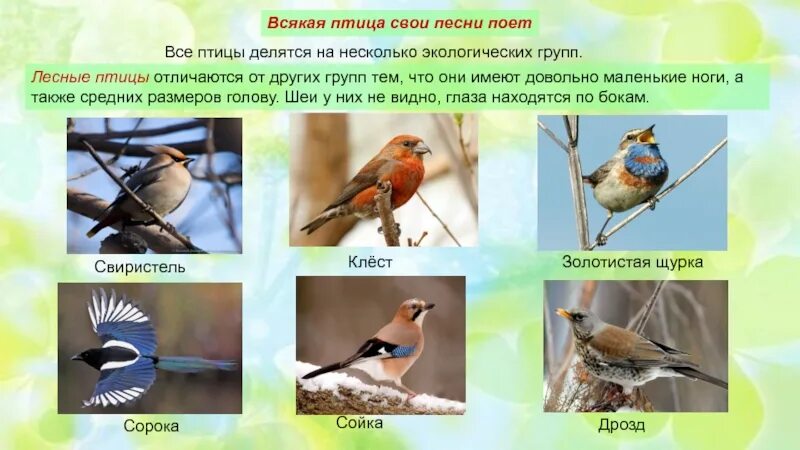 Экологические группы птиц лесные. Экологические группы лесных птиц. Экологические группы птиц птицы леса. Экологическая группа птицы леса. Экологичные группы птиц птицы лесу.