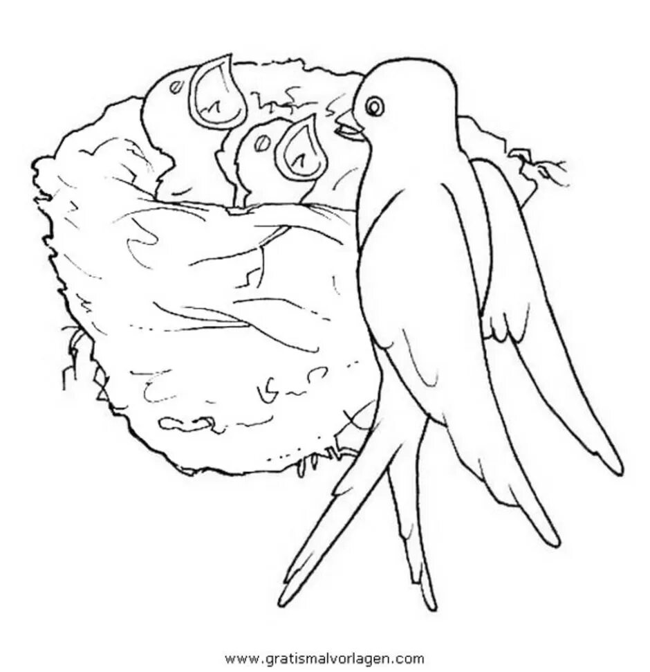 Стрижонок скрип рисунок карандашом. Птица с птенцами раскраска. Птица в гнезде раскраска. Ласточка раскраска. Птенцы в гнезде раскраска для детей.