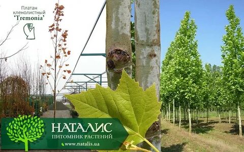 Платан электронные
