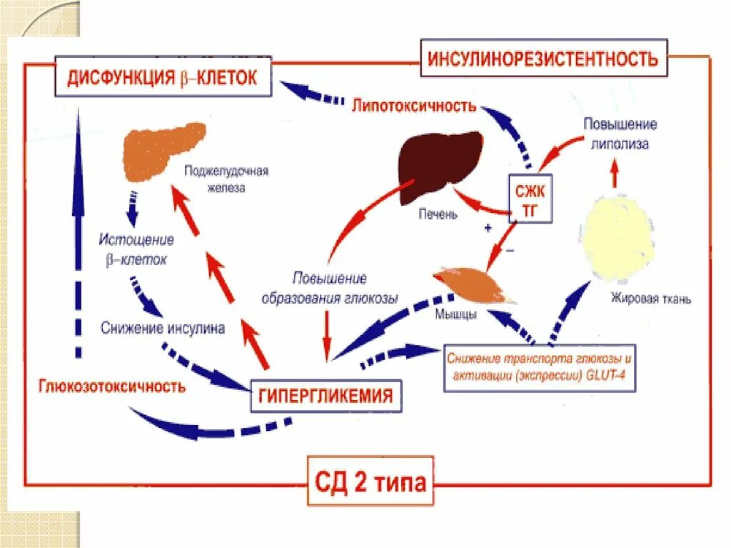 Симптомы инсулин инсулинорезистентность. Сахарный диабет II типа – инсулинорезистентность. Резистентность тканей к инсулину. Сахарный диабет инсулин резистентность.