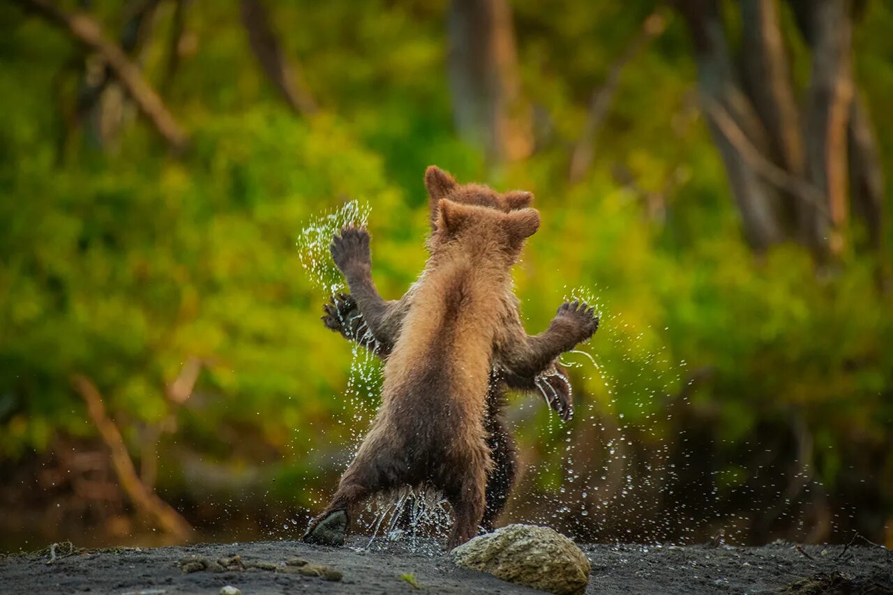 Смешные картинки. Премия comedy Wildlife Photography. Забавные снимки дикой природы. Финалисты конкурса comedy Wildlife Photography Awards:. Прикольные картинки природы.