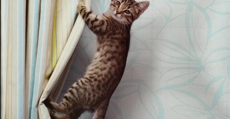 Кошка качается