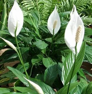 Жалғасы бар эротикалық массаж