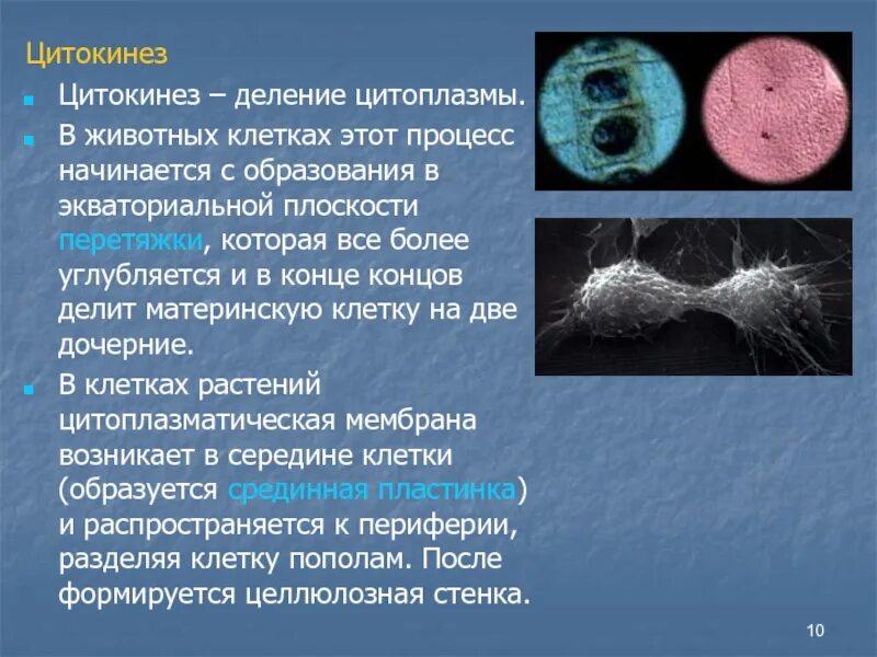 Цитокинез. Цитокинез деление цитоплазмы. Цитокинез в растительной и животной клетки. Цитогенез это деление цитоплазмы. Какие клетки участвуют в делении