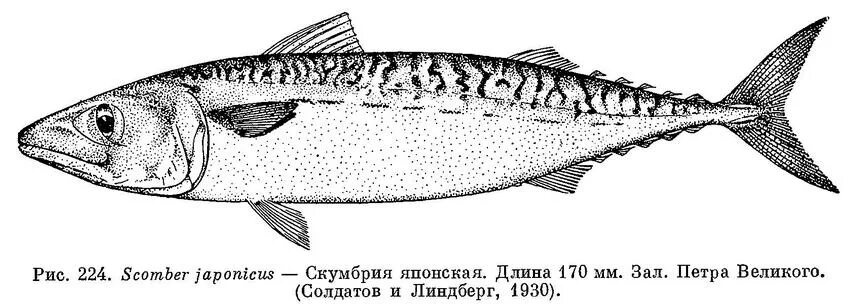 У скумбрии например прямое