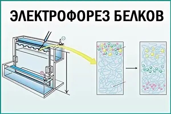 Белки бенс джонса