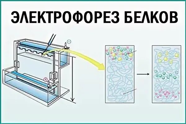 Протеинурия Бенс-Джонса. Белок Бенс-Джонса в моче методика. Белок Бенс Джонса биохимия. Белок Бенс-Джонса появляется в моче при.