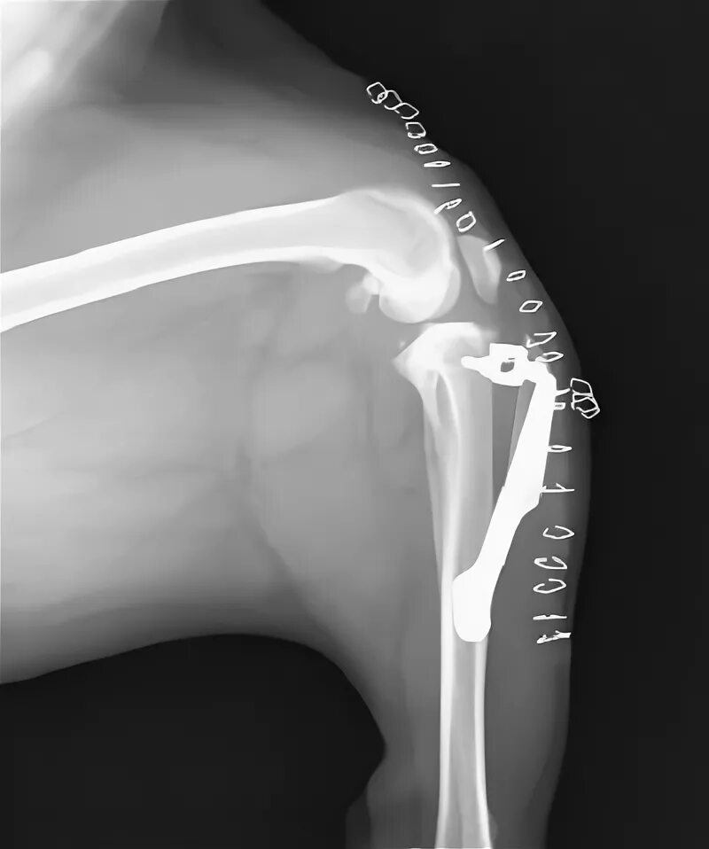 Разрыв связки у собаки. Разрыв передней крестообразной связки у собаки рентген. Разрыв передней крестообразной связки у собаки. Разрыв ПКС У собаки рентген.