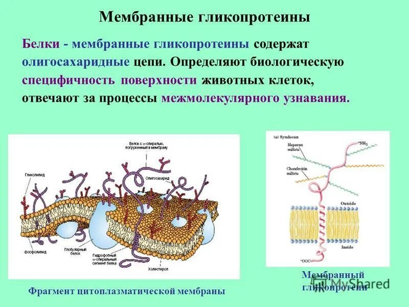 Гликопротеины классификация. Гликопротеид на мембране. Строение и функции гликопротеинов. Гликопротеины строение. Гликопротеиды понятие.