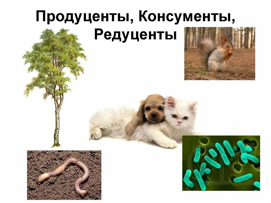Редуценты 1 и 2. Продуценты консументы и редуценты это. продуценты консументы редуцен. продуценты,редуценты,кон. продуценты консументы био.