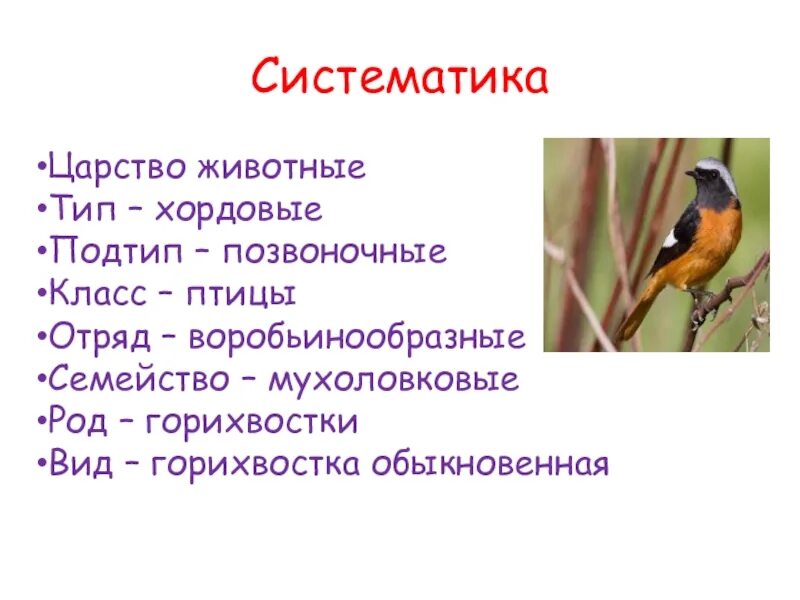 Птицы класс отряд семейство. Отряд Воробьинообразные систематика. Царство: животные Тип: Хордовые класс: птицы отряд: Воробьинообразные. Горихвостка обыкновенная систематика. Воробьинообразные классификация.