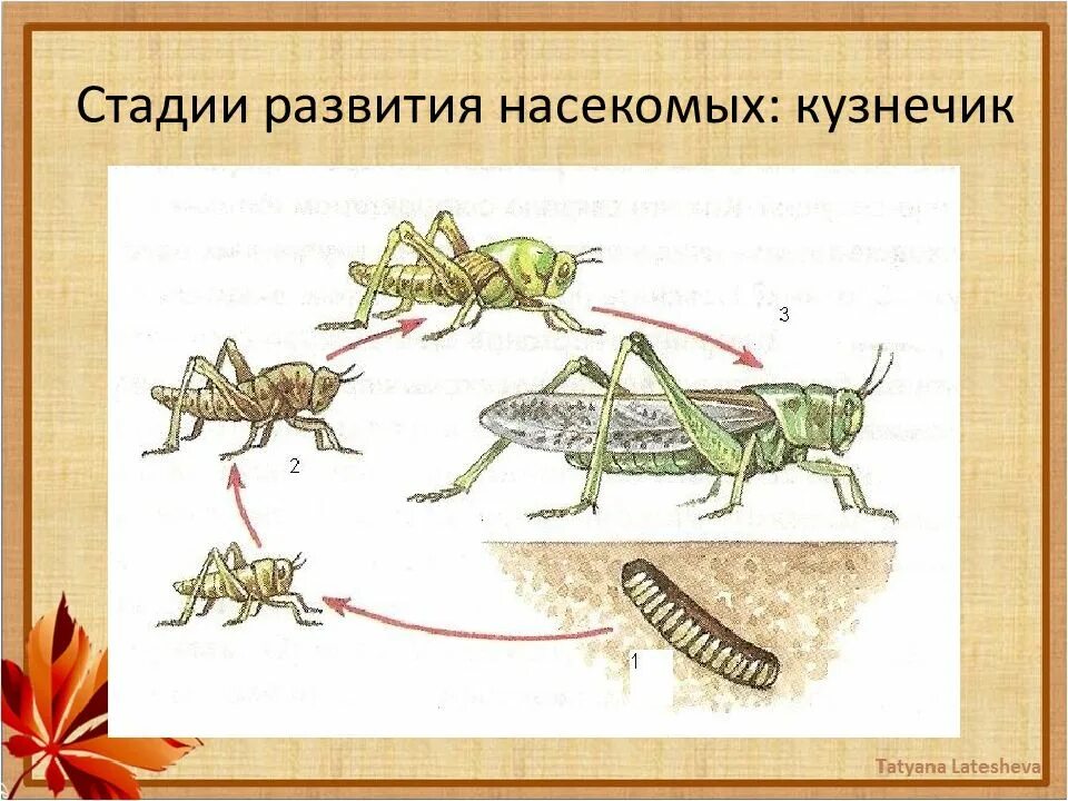 Стадия жизни насекомого. Неполное превращение прямокрылых. Развитие насекомого саранчи с неполным превращением. Развитие с неполным превращением у саранчи. Жизненный цикл насекомого с неполным превращением.