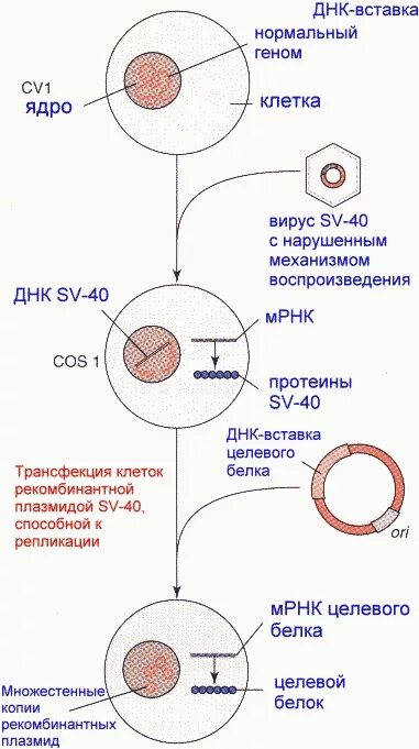 Структура днк в хромосоме. Геном png. Строение днк ген. Ген хромосома днк. Ядро геномы.