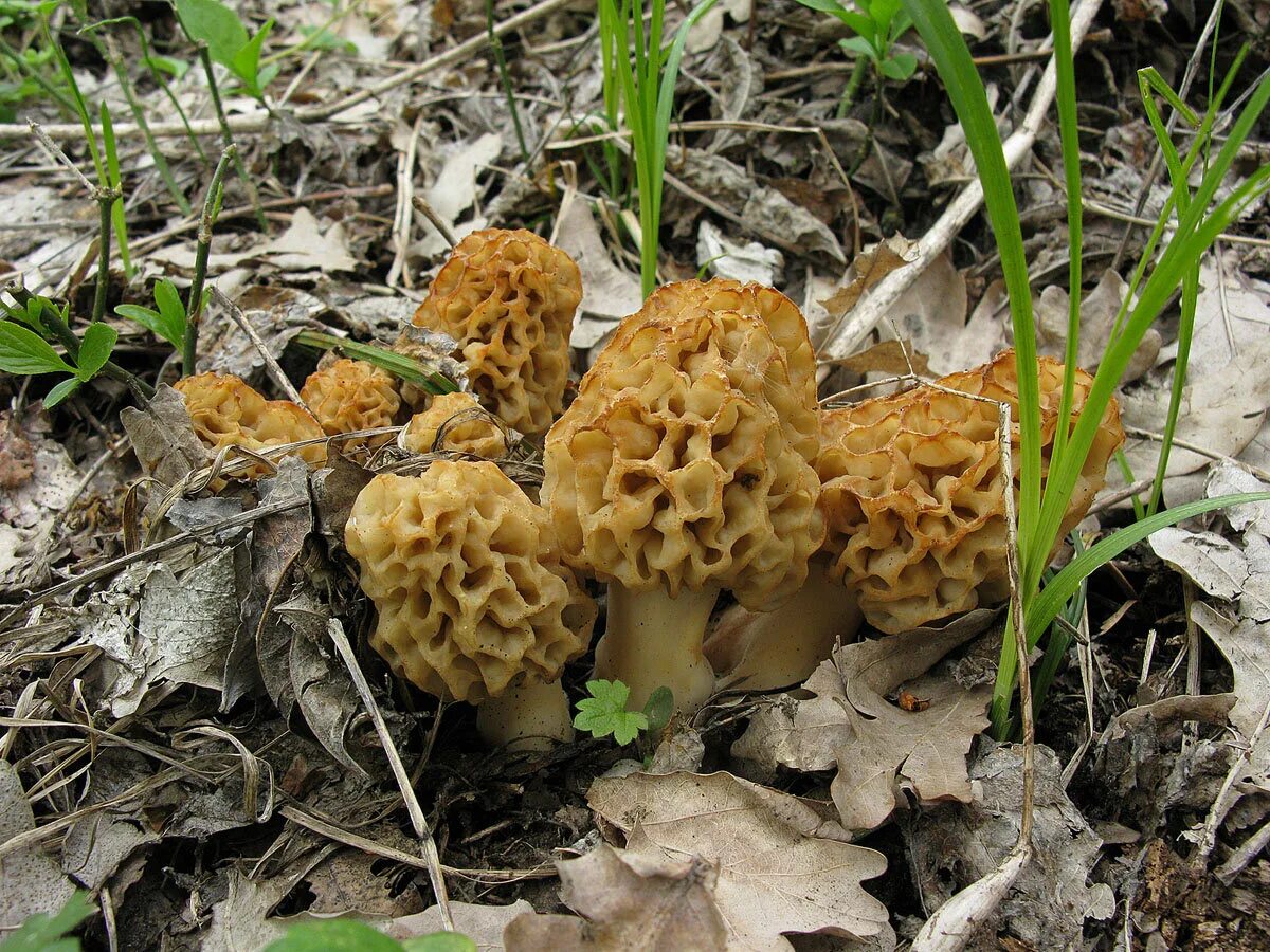 Сморчки грибы. Сморчок съедобный (Morchella esculenta).. Весенние грибы сморчки. Сморчки сморчки.