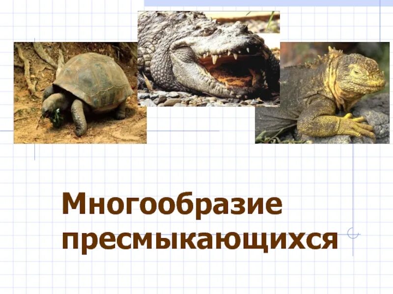 Какого значение пресмыкающихся. Многообразие песмыкающих. многообразие пресмыкающихся. многообразие пресмыкающихся презентация. многообразие пресмыкающихся представители.