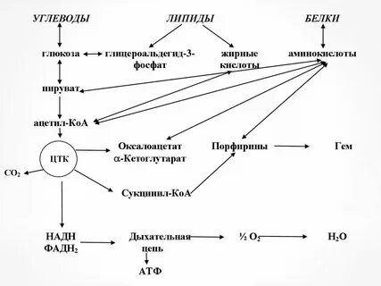 Углеводы и липиды 10 класс биология конспект
