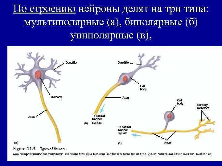 Как найти нейрон. Строение униполярного нейрона. строение нервной клетки.