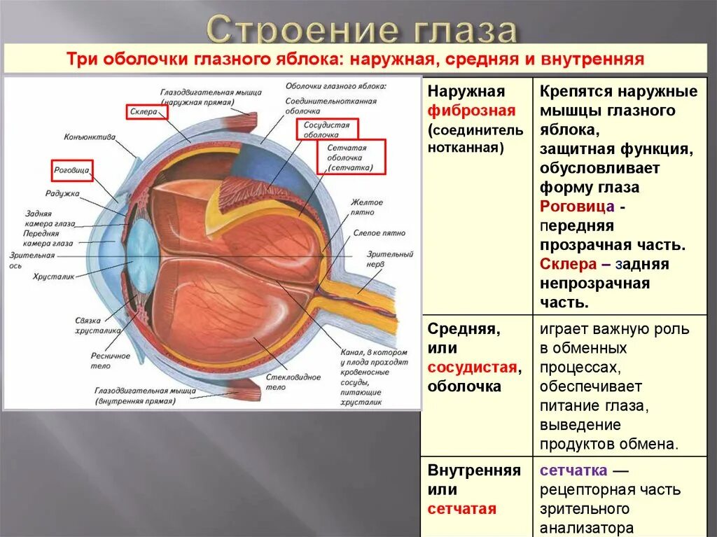 Элементы органы зрения. Оболочки глаза строение и функции. Строение оболочек глазного яблока. Внутренняя оболочка глаза анатомия. Функции наружной оболочки глазного яблока.