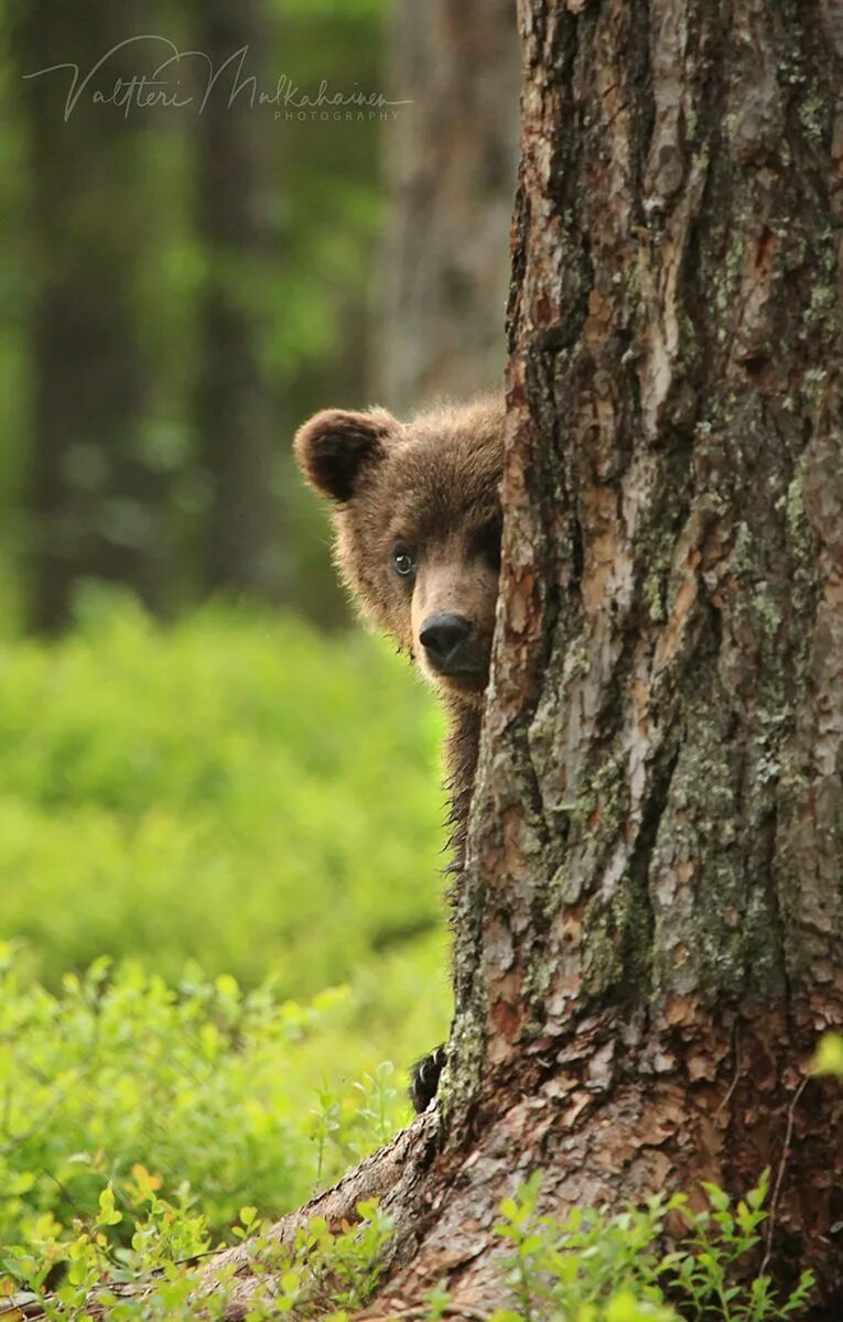 Медведь выглядывает. Медведь за деревом. Медведь в лесу. Медвежонок выглядывает. Выглядывает из-за дерева.
