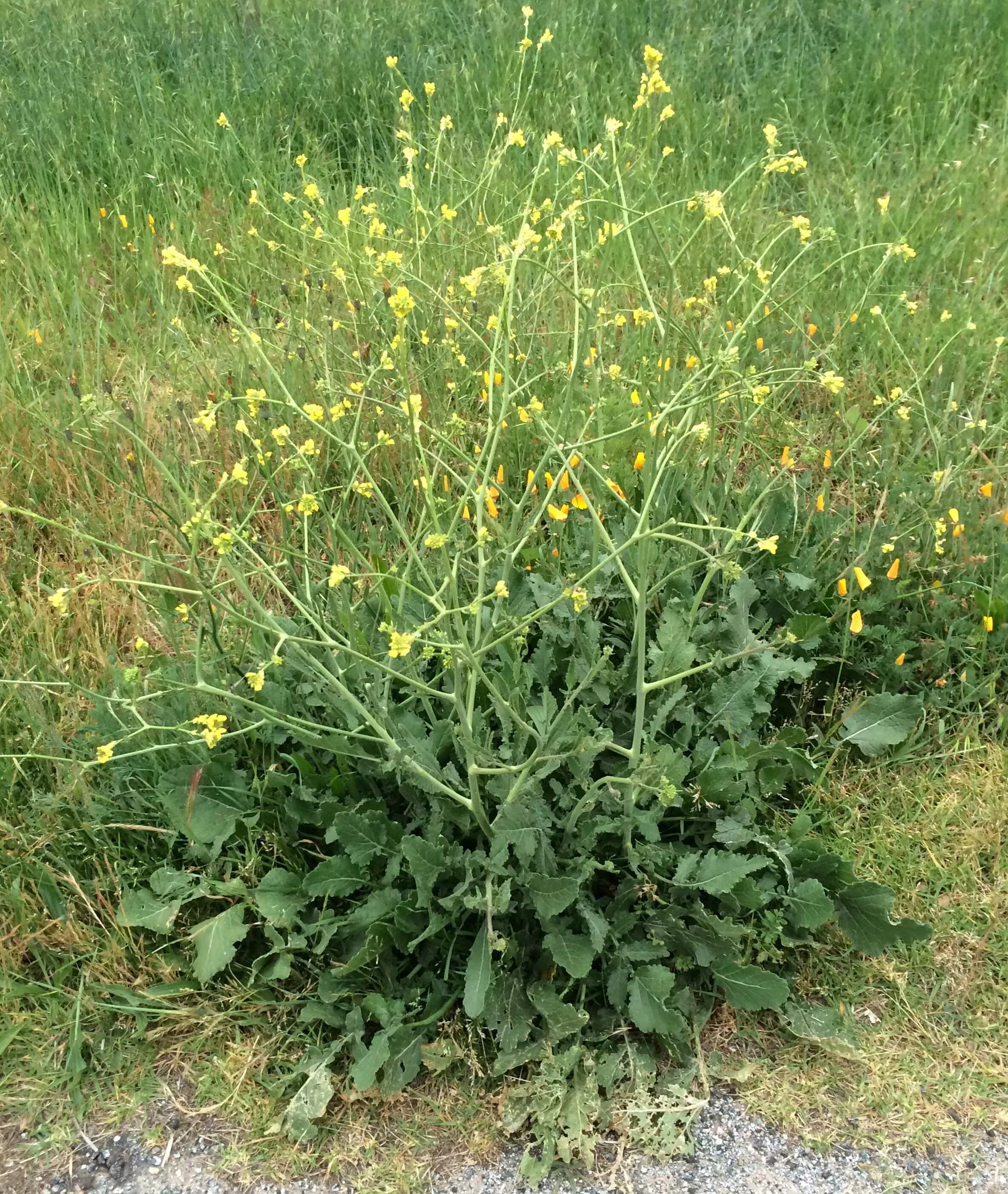 Горчичная капуста. Горчица сарептская (Brassica juncea l.). Черная горчица (Brassica nigra Koch). Горчица сарептская — Brassica juncea. Горчица сарептская сорняк.