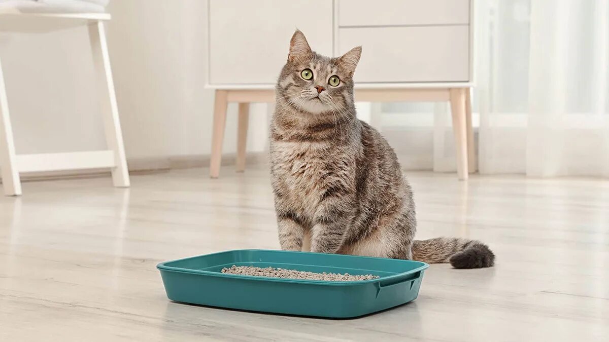 Почему кот ходит мимо лотка. Кошачий лоток с наполнителем. Лоток для кошек. Лоток с наполнителем для кошки. Кошка ходит мимо лотка.