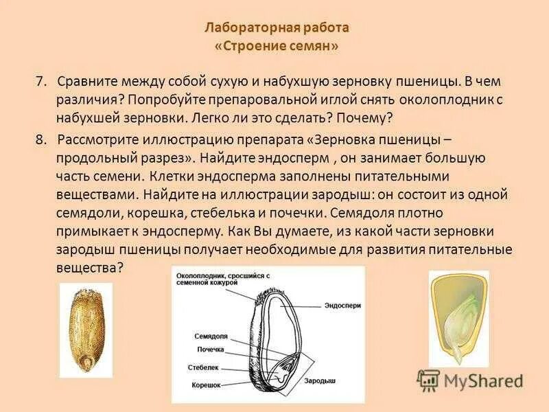 Строение семени покрытосеменных. Строение семени покрытосеменных растений. Биология 7 класс строение семени фасоли и зерновки пшеницы. Строение семени кукурузы биология 6 класс. Строение семени зерновки кукурузы.