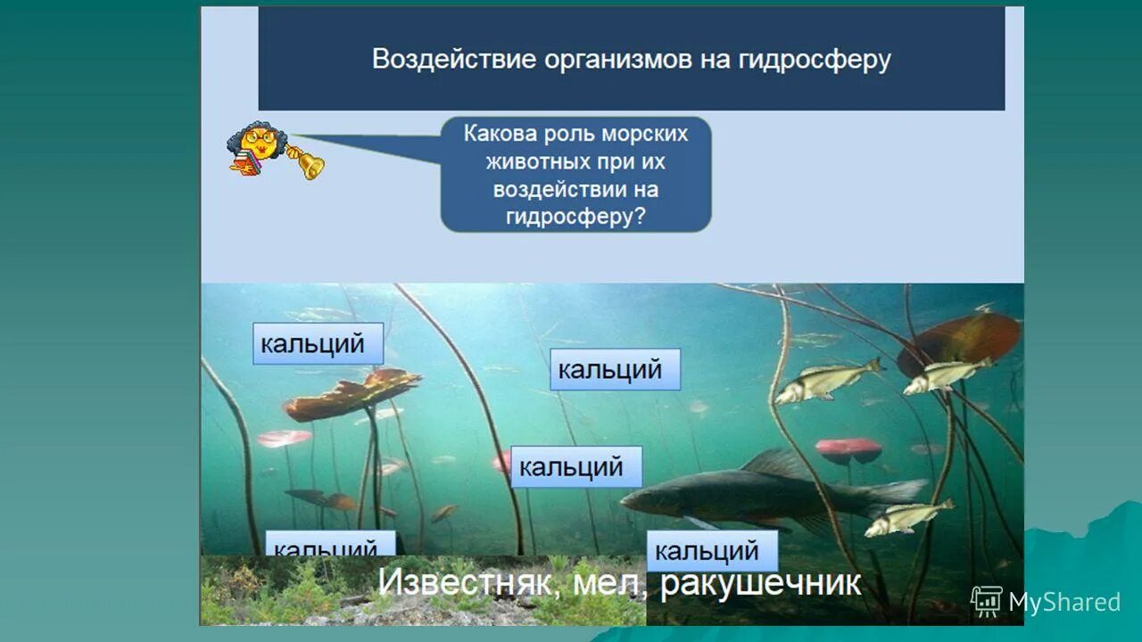 Как воздействуют на живые организмы. Влияние организмов на гидросферу. Воздействие организмов на земные оболочки. Влияние живых организмов на гидросферу. Воздействие живых организмов на оболочки земли.