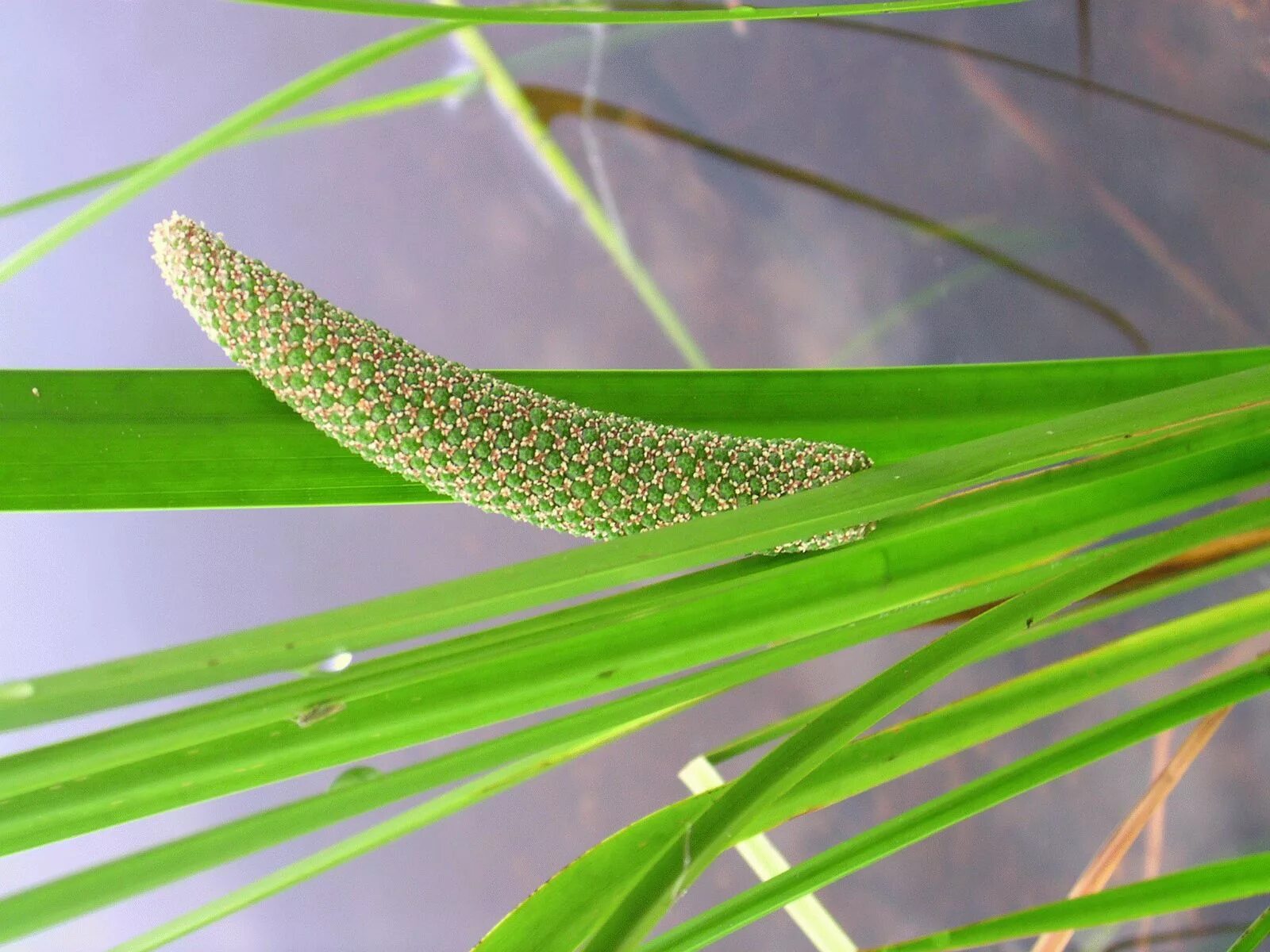 День аир. АИР обыкновенный - Acorus Calamus. АИР болотный (Acorus Calamus). АИР обыкновенный (а. болотный) - Acorus Calamus.. АИР болотный соцветие.