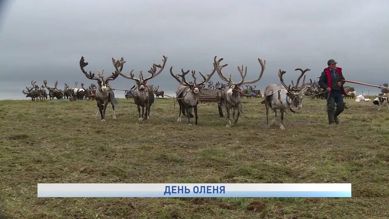 Олень женский пол. День северного оленя. День оленя. Лень олень. День оленя.