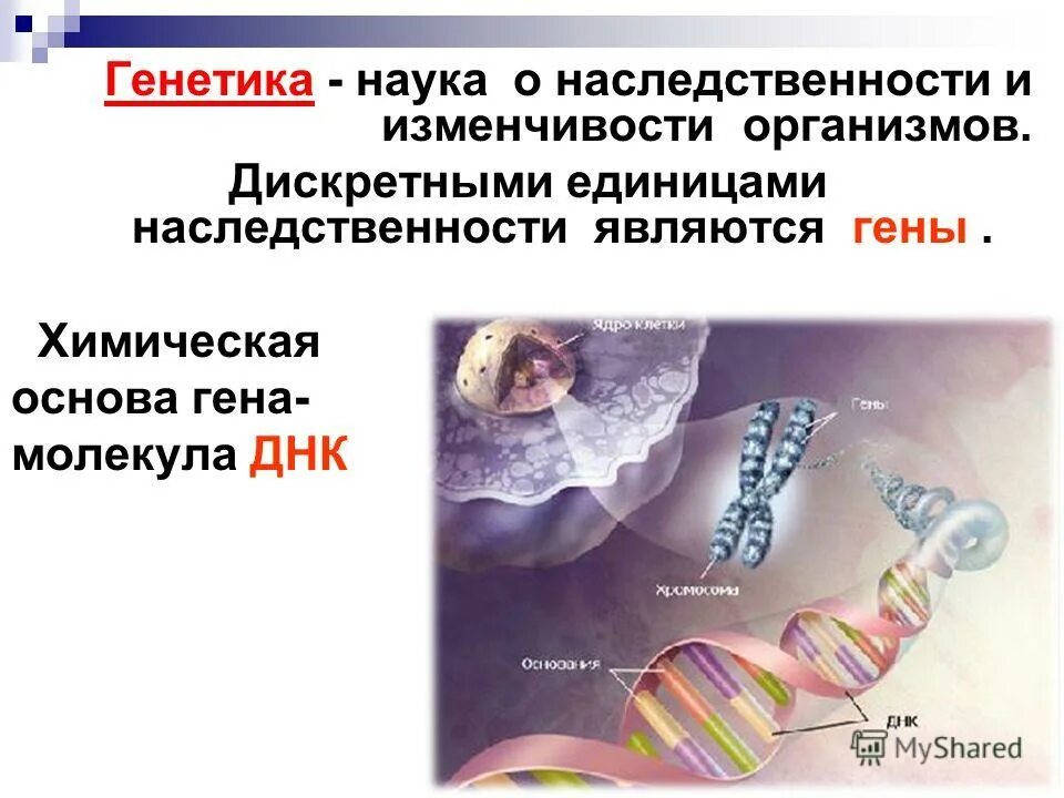 Ген генотип наследственность. Наследственность гены. Генетика это наука о. Представления о наследственности. Генетика как наука о наследственности и изменчивости.