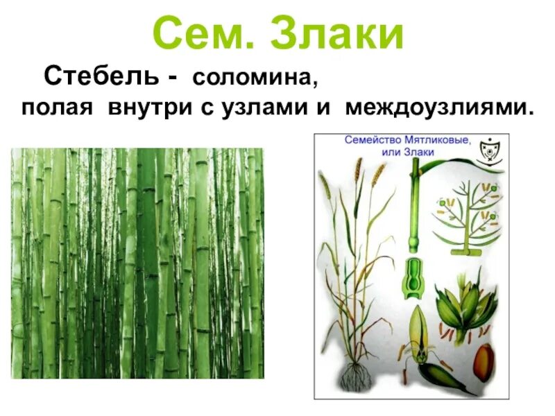 Для какого семейства характерен стебель соломина. Для какого семейства характерен стебель соломина. Корень семейства злаковых. Для какого семейства характерен стебель соломина. Стебель бамбука соломина.