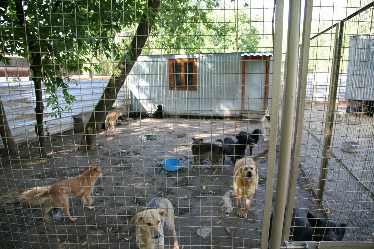 Приют бим в челябинске. Бим приют для животных. Приют для собак бим в челябинске. Приют бим в челябинске. Белый бим приют для собак.