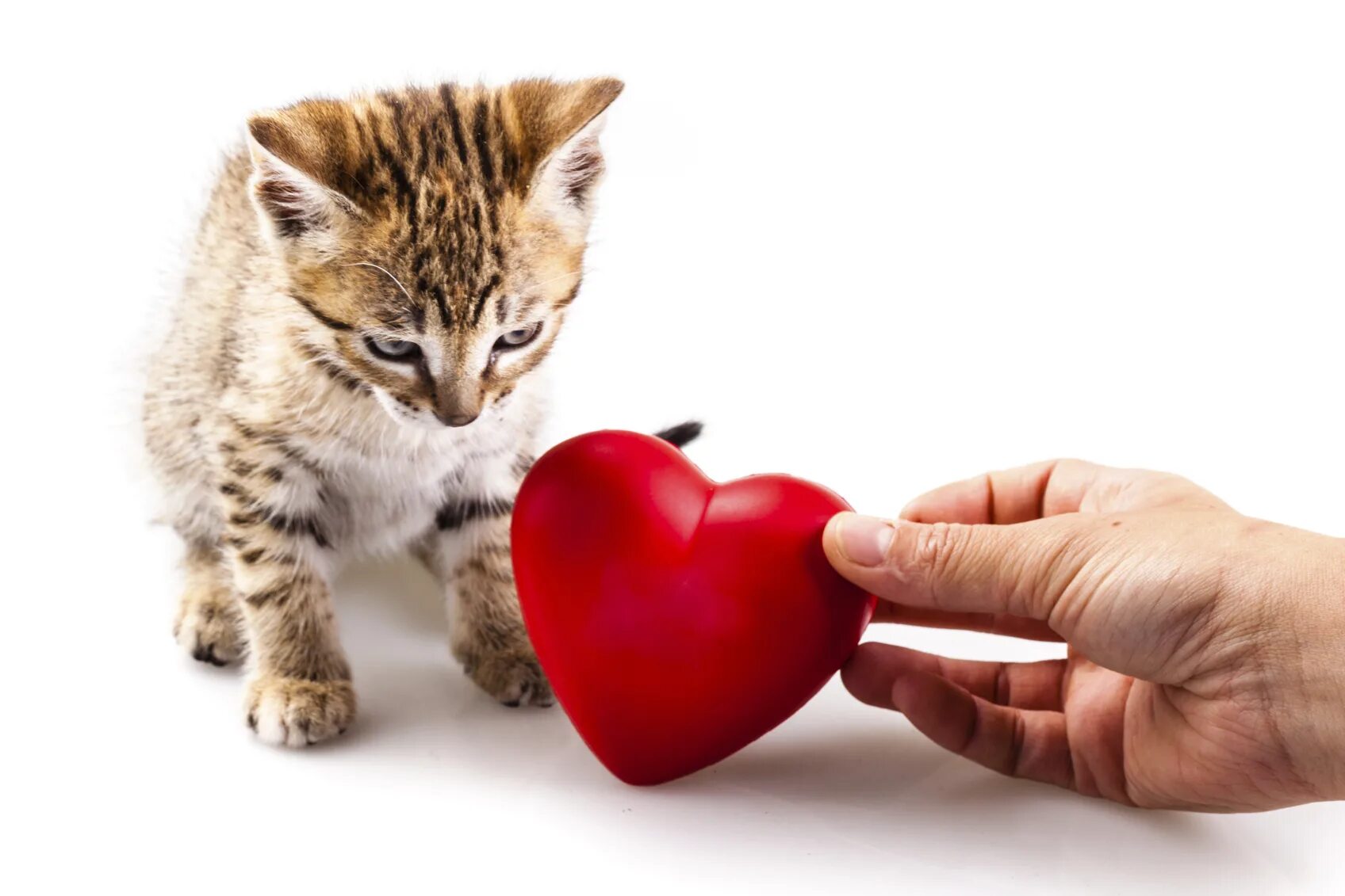 Caring cat
