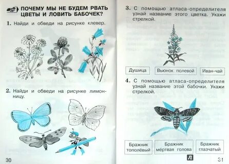 С помощью атласа определителя узнай названия