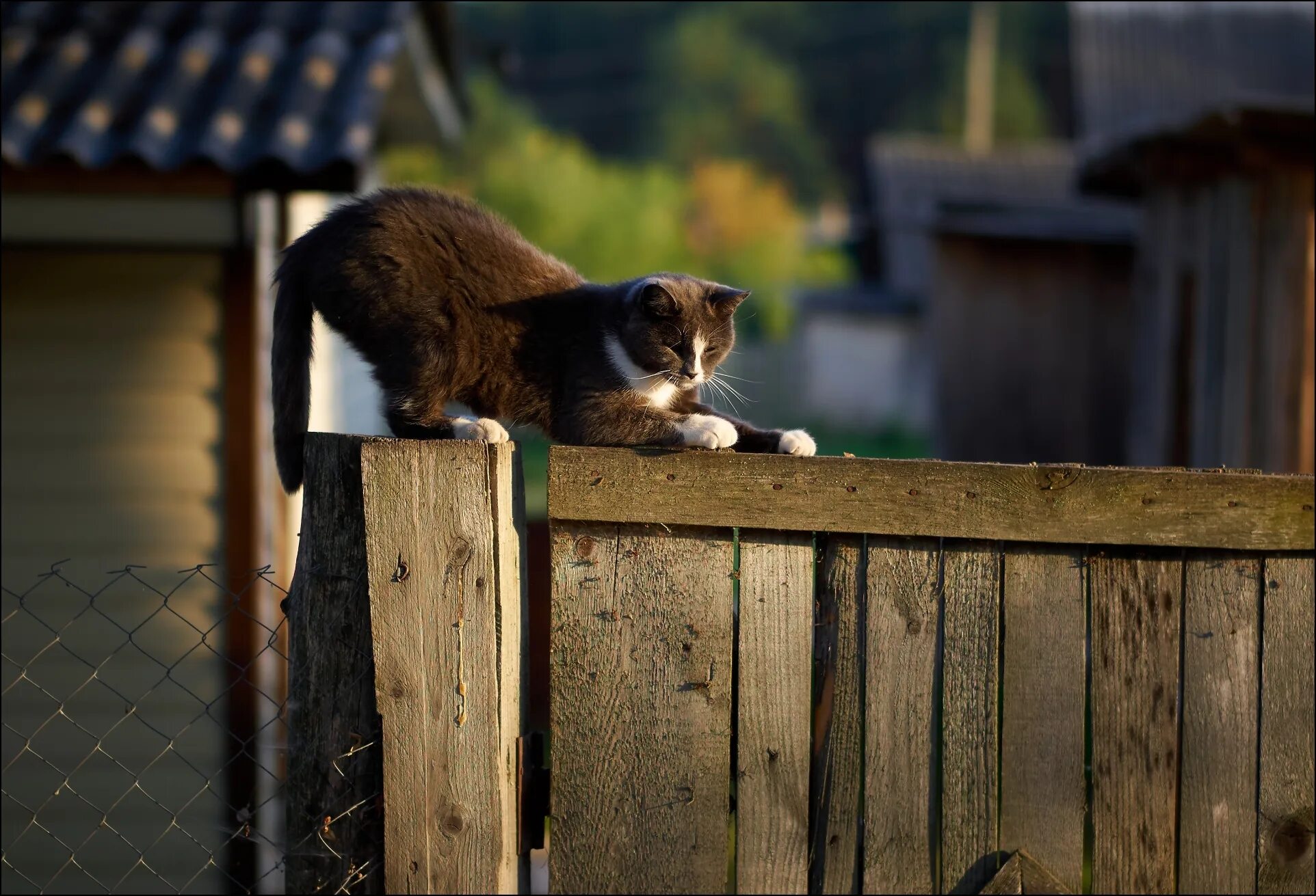 Сижу на заборе песня. Кот на заборе. коты на заборе. кошка в деревне. рыжий кот на заборе.